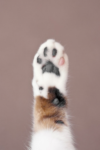 firegroove's tweet photo. Hands up if you're glad it's Friday. (Paws count too). http://t.co/10heTrLxck