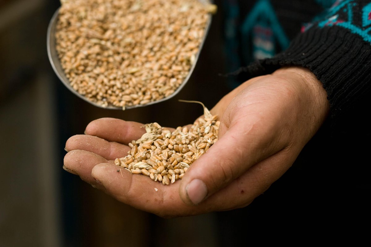 Rotary's tweet image. Starting a chat with @RFHarvest and @foodbanking for a #WorldFoodDay. Join us by using #Rotarystopshunger!