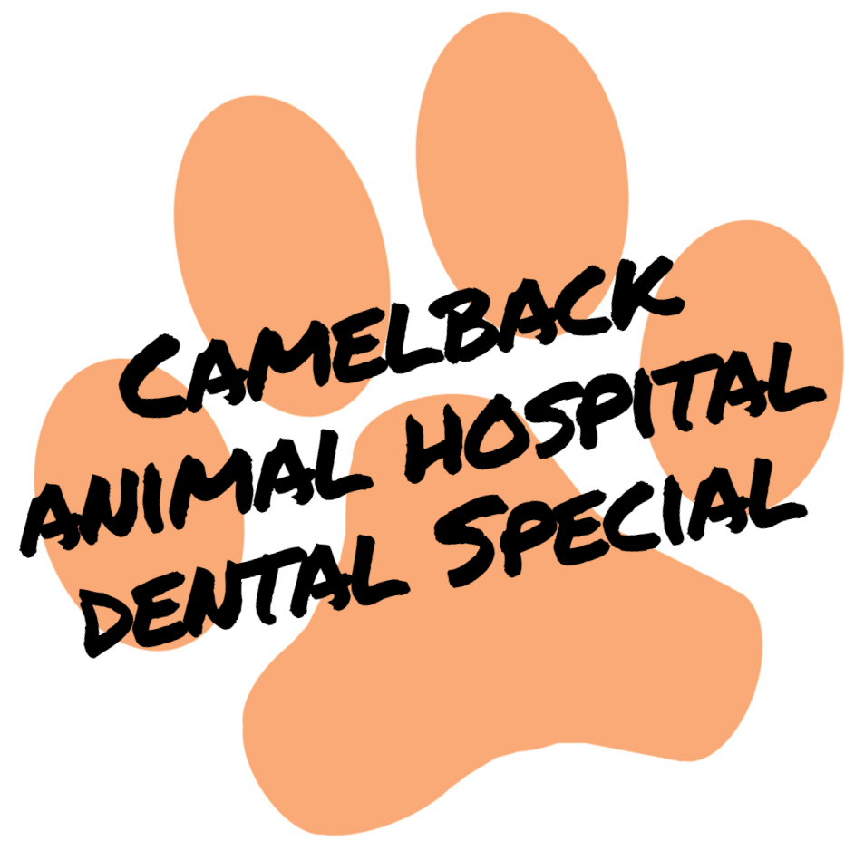 CamelbackVet's tweet photo. Don't forget about our dental special! See our Facebook page for details! $300 or less! http://t.co/HRa2HTQ9o2