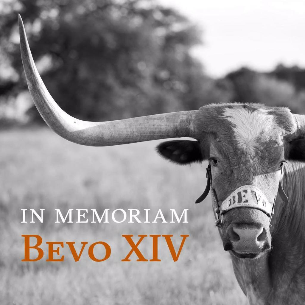 Today, Bevo XIV passed away after being diagnosed with leukemia. RIP to the greatest school mascot #HookEm