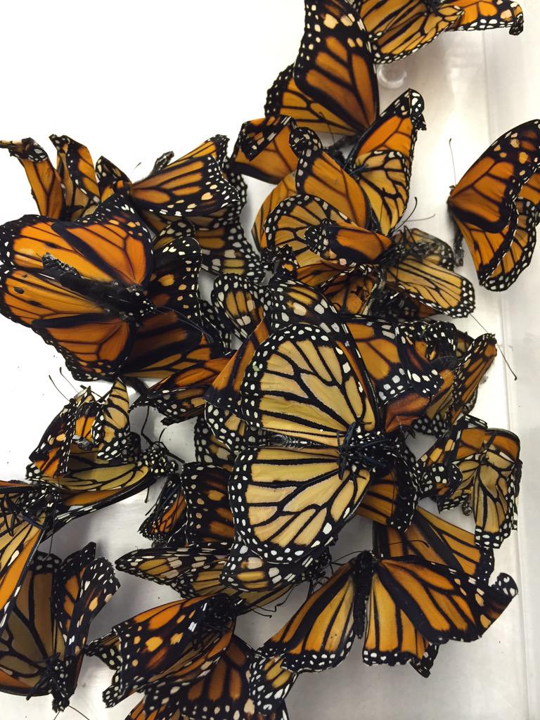 InsectInsight's tweet photo. Monarch madness. (All died of natural causes.) #artinthemaking #ii #insectinsight #Monarch http://t.co/4lXeWKxUof