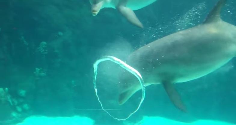 officialcflas's tweet photo. #Dolphin Plays With Toroidal Vortex http://t.co/wenpFzFAjD #ToroidalBubble #Whale http://t.co/Ue3m0QZwij