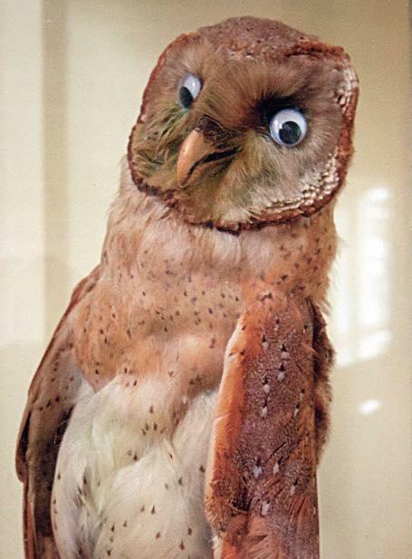 CrapTaxidermy's tweet photo. When you're at your mates and he swears at his Mum... http://t.co/PWHWjkx4Ks