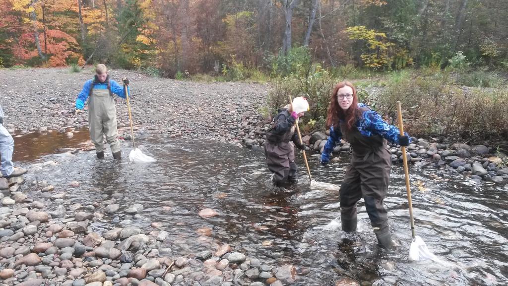 CynMarcinkowski's tweet photo. Algoma Envirothon activity day #invertebrateshuffle @Forests_Ontario http://t.co/IWkY2rVoKV