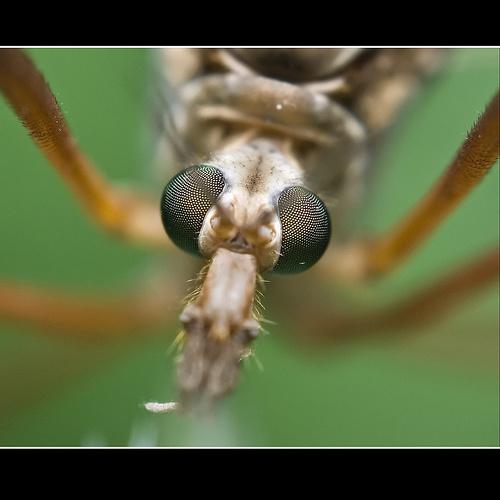 wbvbb_c's tweet photo. Why pet 'head pressing' could be a sign of a serious illness http://t.co/AmU8konECj http://t.co/NGgJJqigb7