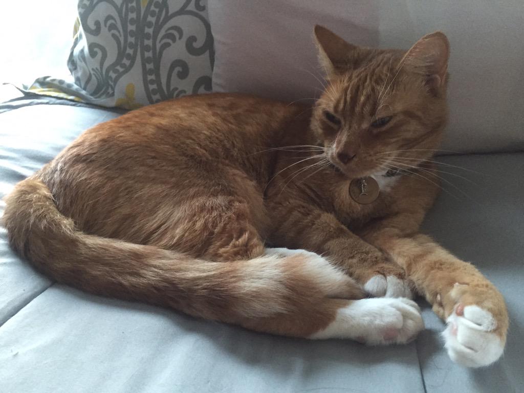 ThePicMic's tweet photo. Gizmo is so cute. #isthishowyouinternet #cat #canhazcheeseburger God my internet jokes are already old http://t.co/oeYD9v5q6r
