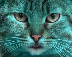 Зеленый кот варна. Изумрудный кот. Как зовут зеленого кота. Зеленый кот. Как зовут зеленого кота.