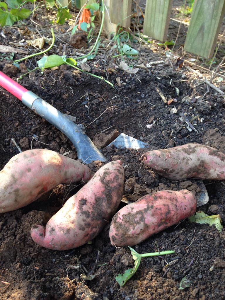 🍂🍃🍁Can you dig it? #organic sweet potatoes from my #garden! #harvest #gardenchat