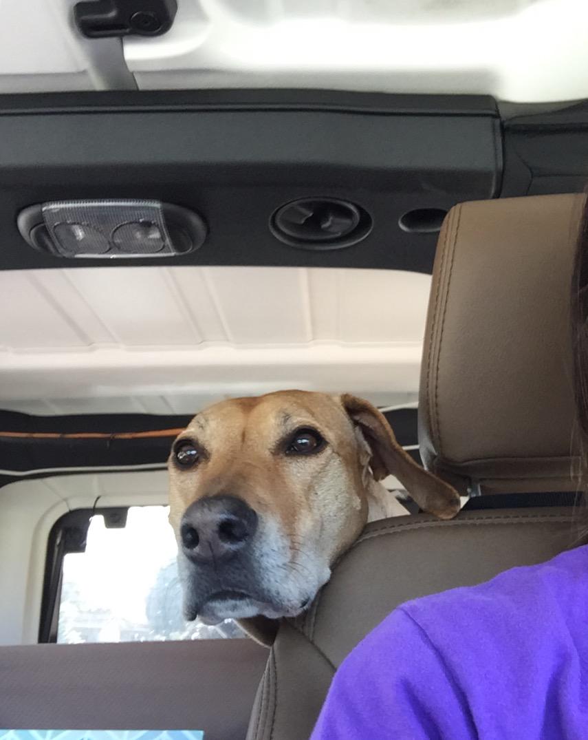 grnbullitt's tweet image. Jeep Ride #MissRiley