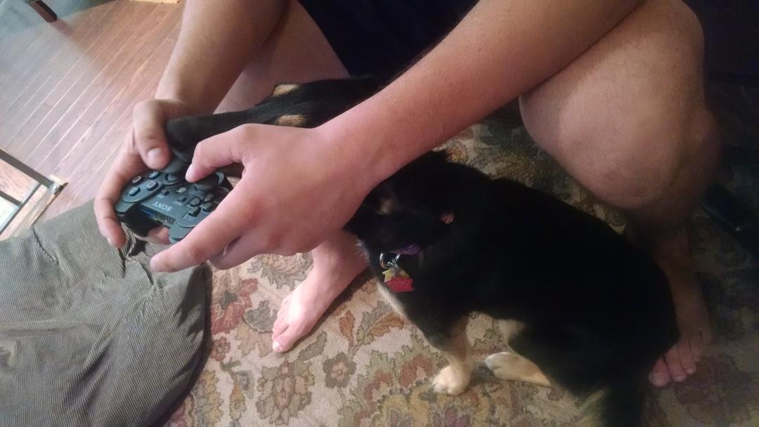 KaylynClaire's tweet photo. Excuse me, but your hands are supposed to be petting me. http://t.co/7T08vxUuVL