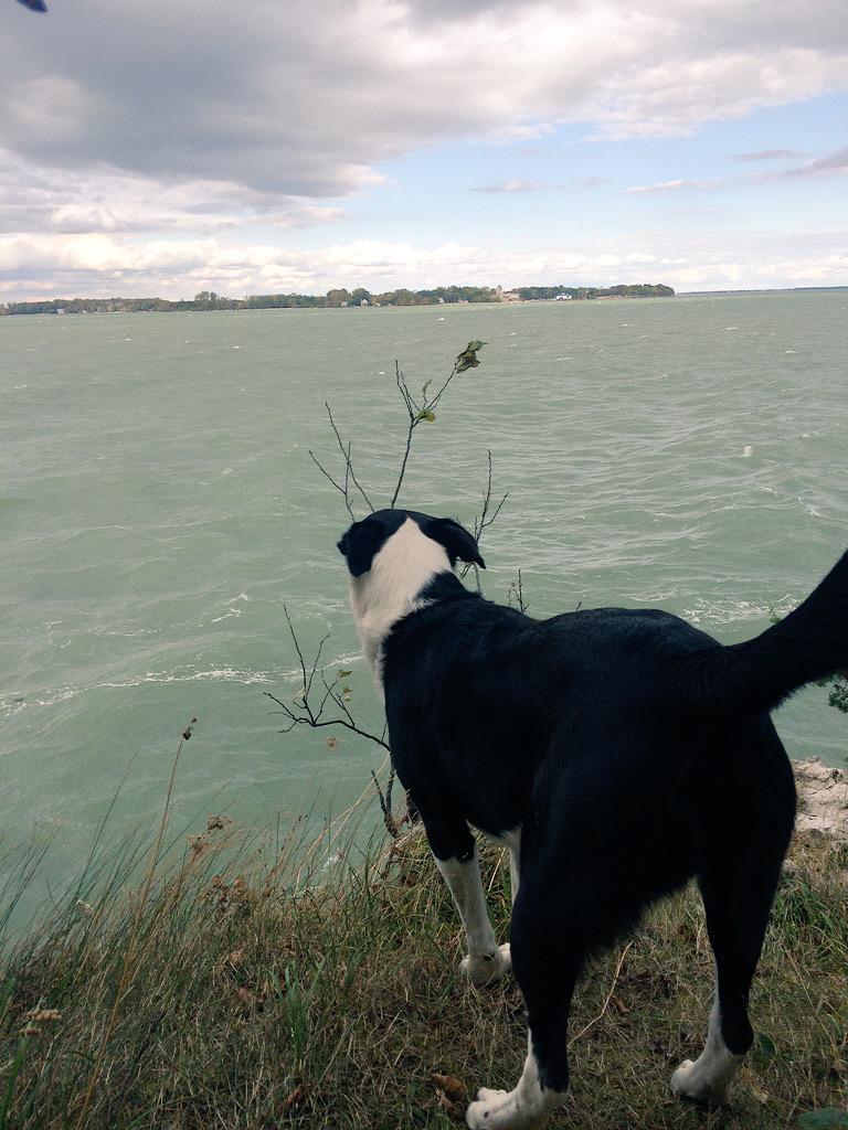 pawsongib's tweet photo. So windy today, but at least it's FRIDAY!! http://t.co/32NoVxSdH3
