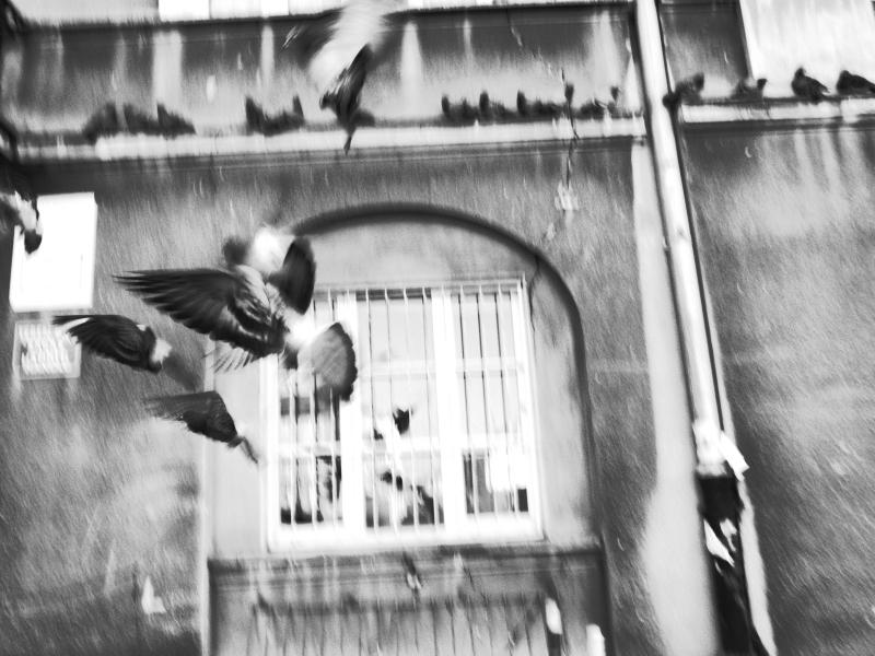 janpiotrowicz's tweet photo. going through old pictures.. when i used to try b&amp;w and liked Daido Moriyama http://t.co/bzX99PoWu2