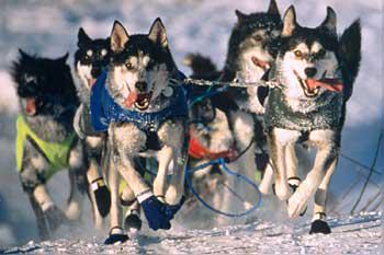 Coach_Crom's tweet photo. Hard not to let the big dogs run on the track once in a while during XC season. Today we did. #Epic #FinallyAPack http://t.co/sb2ylEKhub