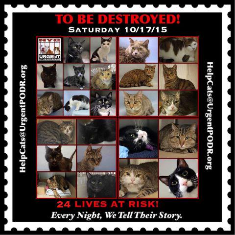 NYCDEATHROWCATS's tweet image. TO BE DESTROYED  10/17/15 
 TO BE DESTROYED
 nyccats.urgentpodr.org/montage-071215/