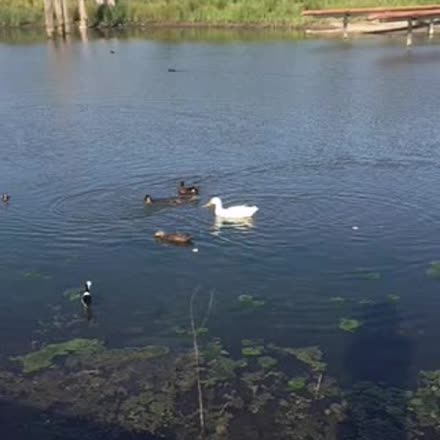 DeniseLitch's tweet photo. |REPLAY| 💫🔮🔑 Q and A Saturday- ask a clairvoyant anything. #katch... #Periscope http://t.co/xW6ALllesJ http://t.co/26c35Fa0t9