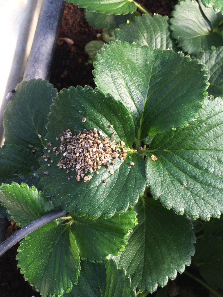 hortinix's tweet photo. #IPM in practice - using #Persimilis on #hydroponic #strawberries to control #redspidermite #sprayfreeproduce http://t.co/dNcjjro1hx