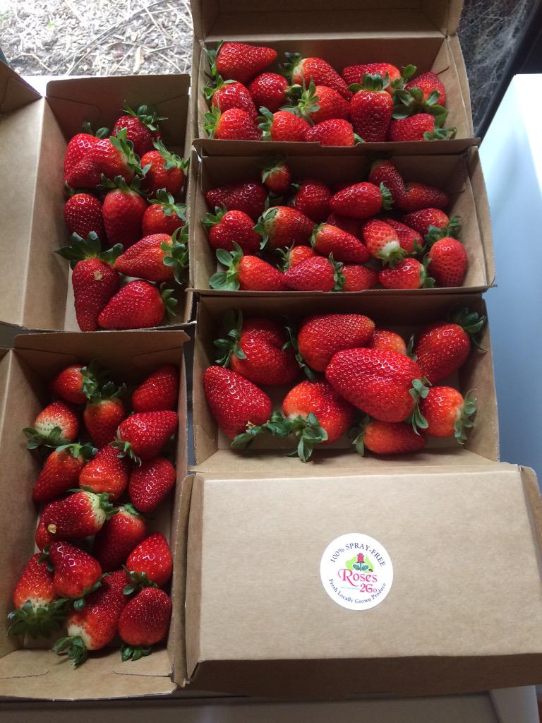 hortinix's tweet photo. #IPM in practice - using #Persimilis on #hydroponic #strawberries to control #redspidermite #sprayfreeproduce http://t.co/dNcjjro1hx