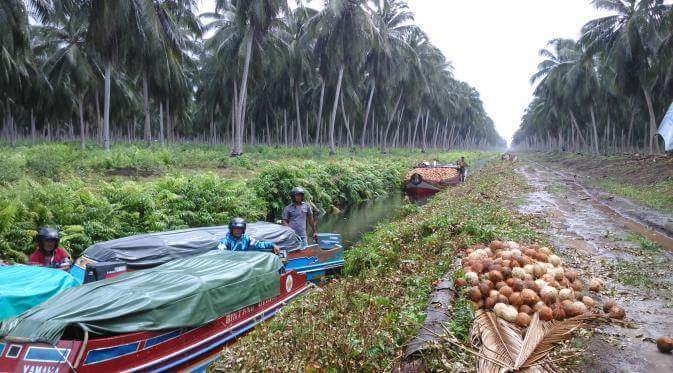 Inilah sekat kanal di Bumi Seribu Kanal  Kab Inhil Riau. Contoh pengelolaan gambut yang sukses dan tidak terbakar.