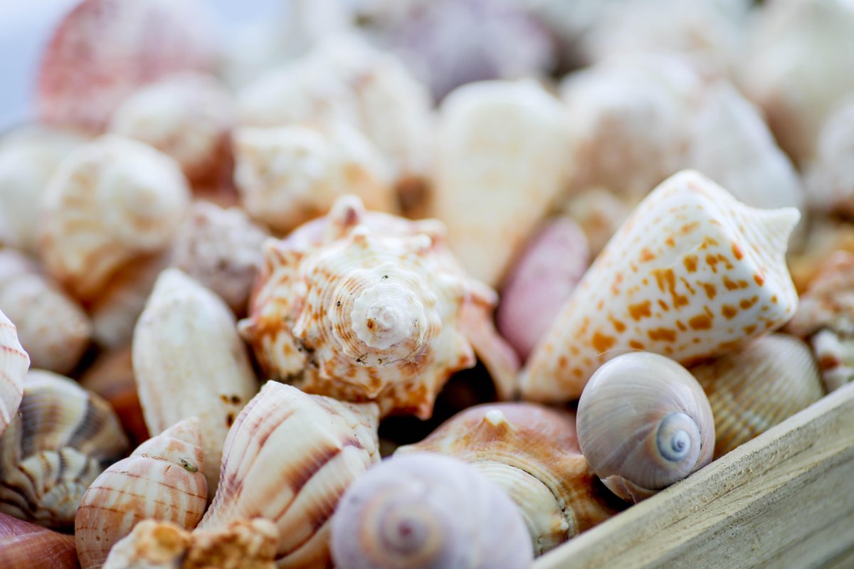 LivingFlorida's tweet photo. Thinking about doing some shelling this winter? A great place to check out is Sanibel, FL! #LoveFL #florida #shells http://t.co/Mwgw6bnhTE
