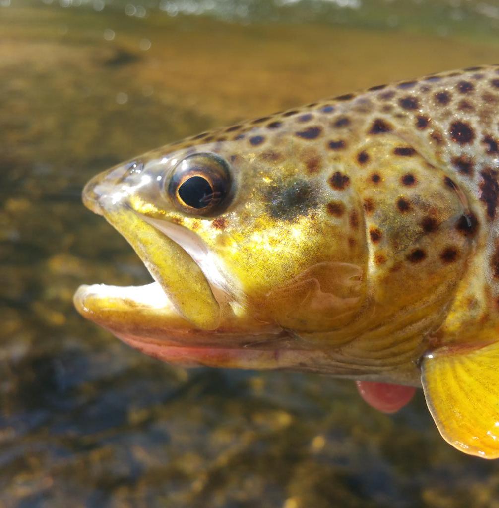 leadertippet's tweet image. Great things happen when you take Fridays off... #troutfriday #october #bluewings