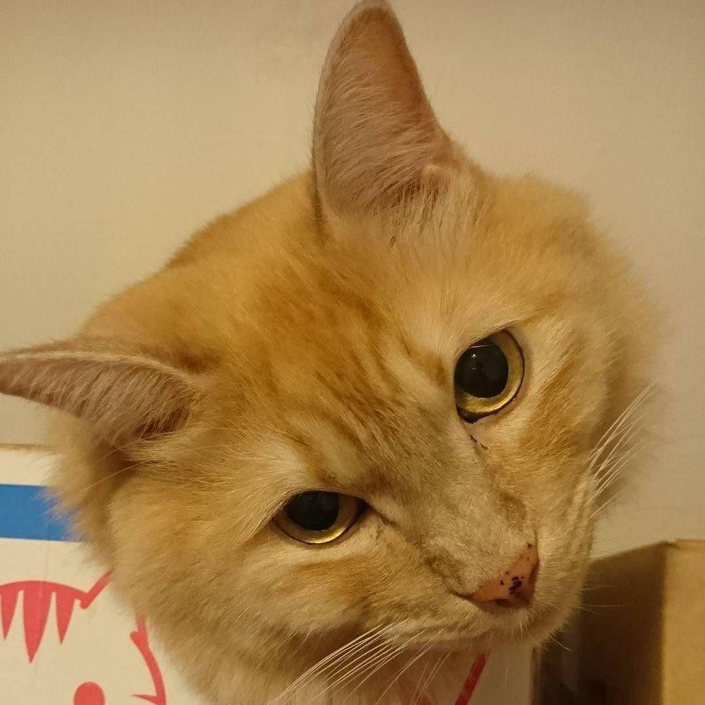 ラテ猫 Twitter Search ラテ猫 Twitter Search