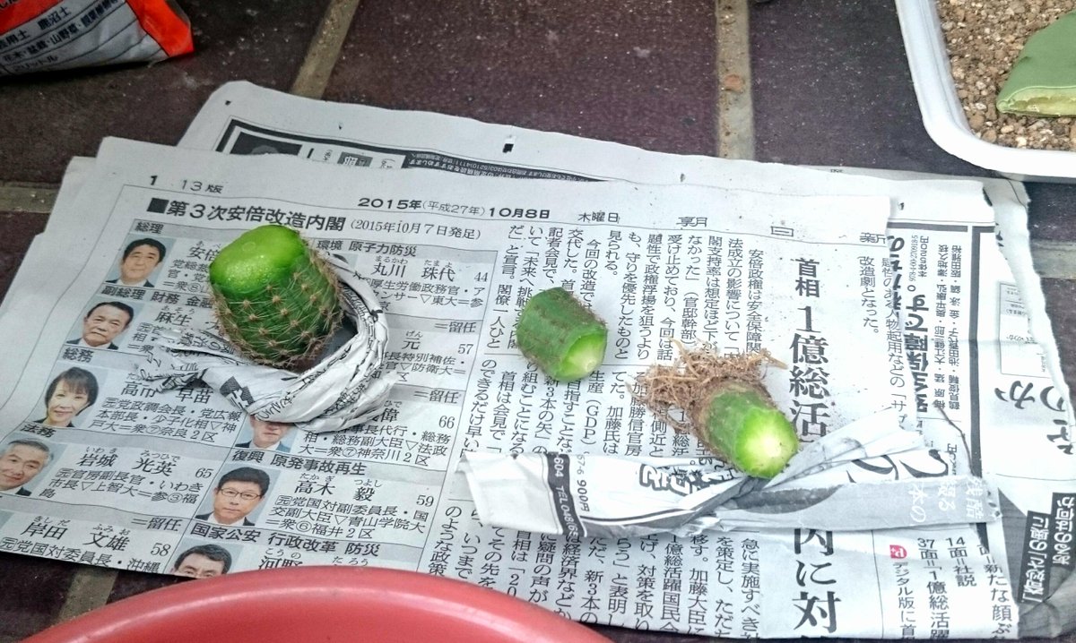 しゃろーひる No Twitter すくすくと不格好に育った 名も知らぬサボテンを胴切りしました 三分割し 切り口の面取りをしました 根っこのついた下部分だけは植えた状態で乾かし 上と真ん中は7日ほど乾かした後 発根を待ちます サボテン Http T Co 9vuveecpih しゃろーひる No Twitter すくすくと不格好に育った 名も知らぬサボテンを胴切りしました 三分割し 切り口の面取りをしました 根っこのついた下部分だけは植えた状態で乾かし 上と真ん中は7日ほど乾かした後 発根を待ちます サボテン Http T Co 9vuveecpih