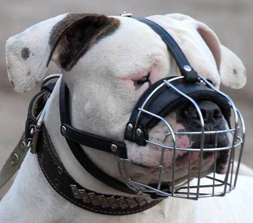Намордник для американского булли. Намордник для американского булли. Намордник для булли. Металлический намордник для собаки. Намордник для американского булли.