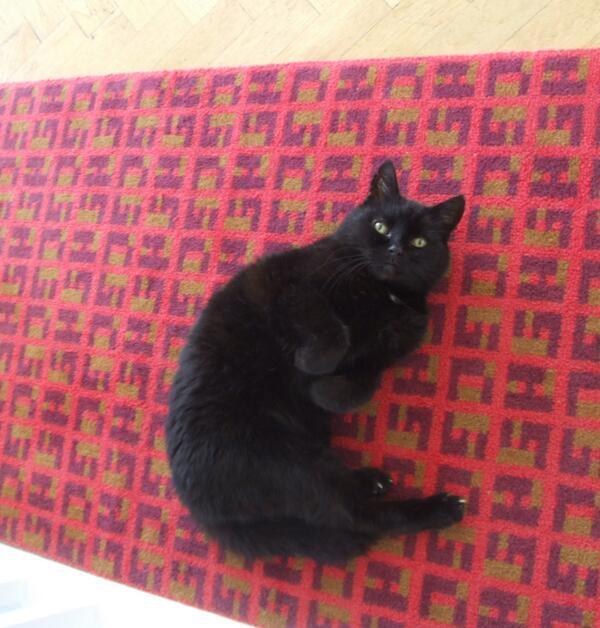 MYSADCAT's tweet photo. My cat is sad because he genuinely thought he'd brought sexy back until I told him Justin Timberlake did it in 2006. http://t.co/vlbcPtaYus