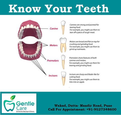 gentlecare4's tweet image. Types Of Teeth. #TypesofTeeth #TeethType. Best Dental Clinic Wakad. #DrJayaShreeDate