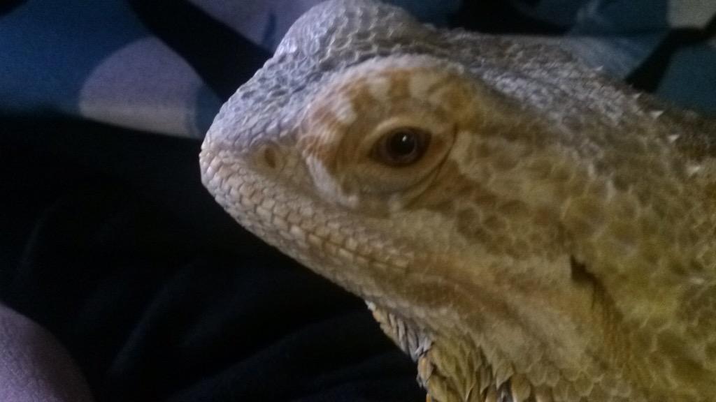 _assmaker_'s tweet image. Lizards dude 👽