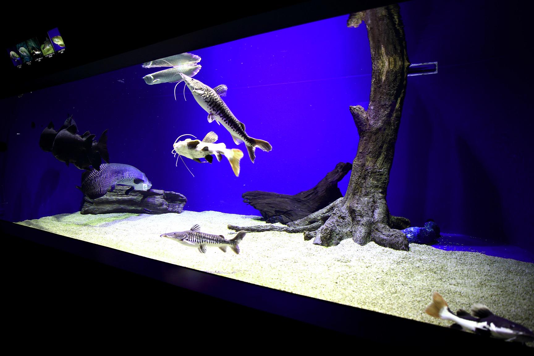 北の大地の水族館 山の水族館 アマゾン水槽が賑やかになりました 小ぶりのレッドテールキャットが可愛すぎますぅ D ぜひご来館お待ちしております 北の大地の水族館 山の水族館 アマゾン 熱帯魚 Http T Co Kh9pfqe4ys Twitter