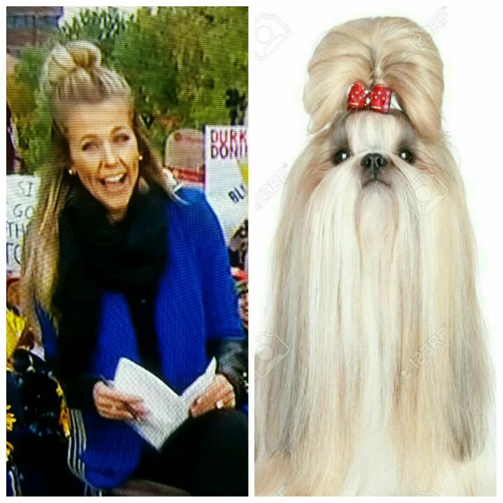 ridicucris's tweet image. #samponder #collegegameday #shihtzu #ESPN