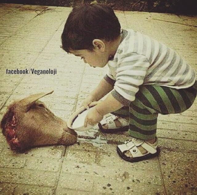 İnsanlar ne ırkçı, ne türcü, ne de dindar doğarlar. Bu illetler hep sonradan aşılanır..