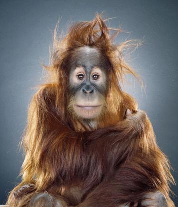 ムーアのTwitterイラスト検索結果。