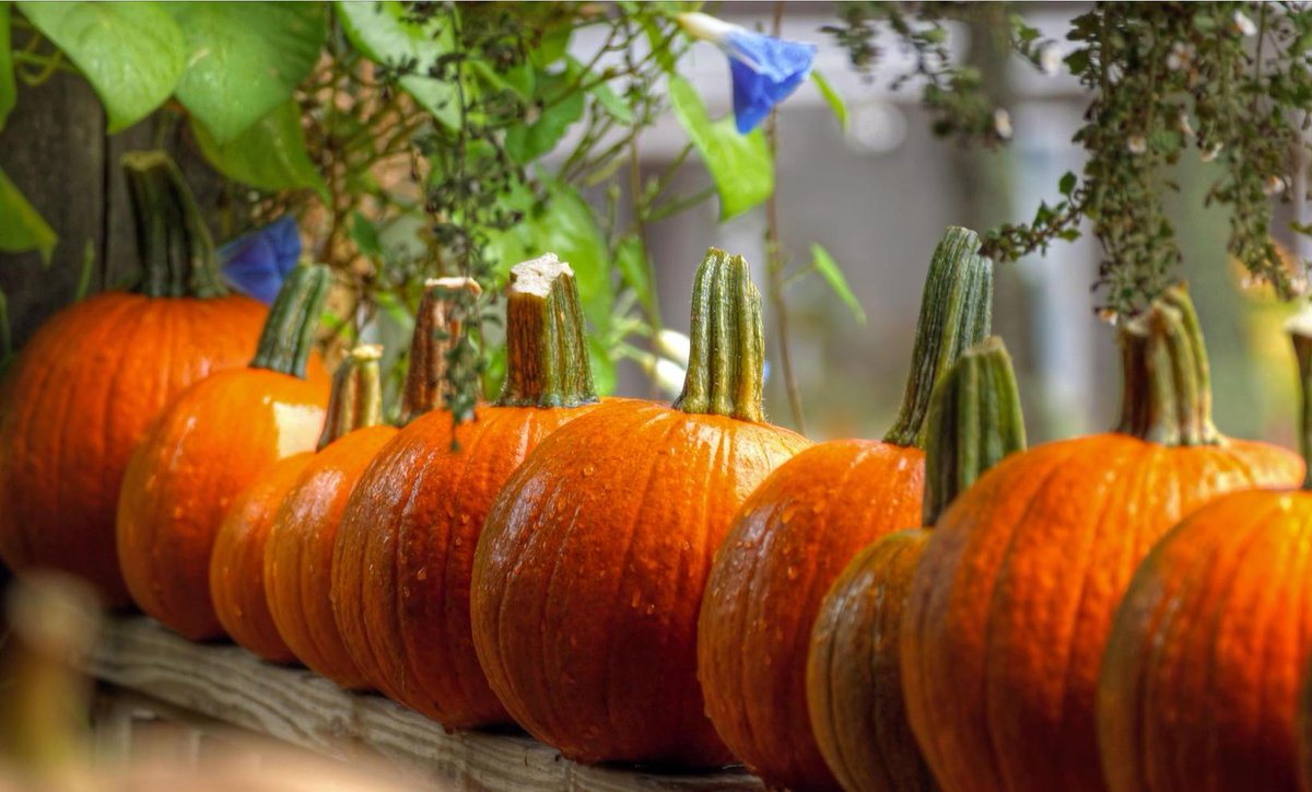 Put on that sweater and buddy up to your neighbor so you can treat his/her kid to the Morning Glory Festival, today!