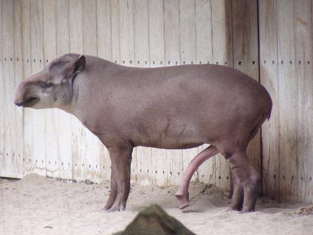 Tapir is one of the animals with the biggest penis.They can use it to grip ...