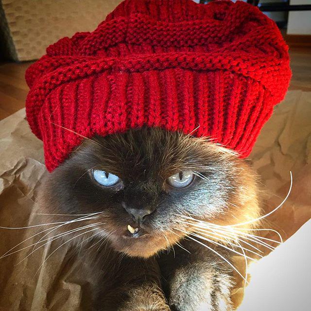 UnleashedPetco's tweet image. When you&apos;re excited to wear #beanies but hate cold weather. #FallProblems (Pic: Esteban)