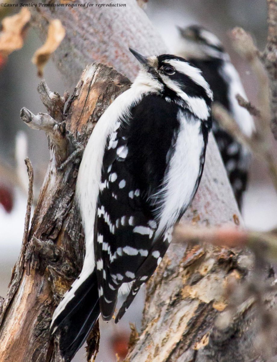 Double #downywoodpeckers, point today is get your #suet out if you aren’t already! Gone through 2 blocks so far~Sept1