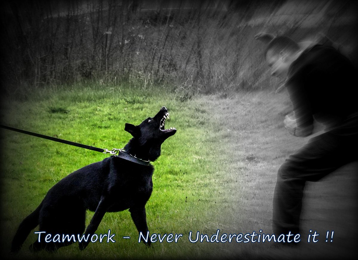 NwpPawsonpatrol's tweet photo. PD Fiona protecting her handler #PawsOnPatrol #PDFiona http://t.co/leZeE6A7hL