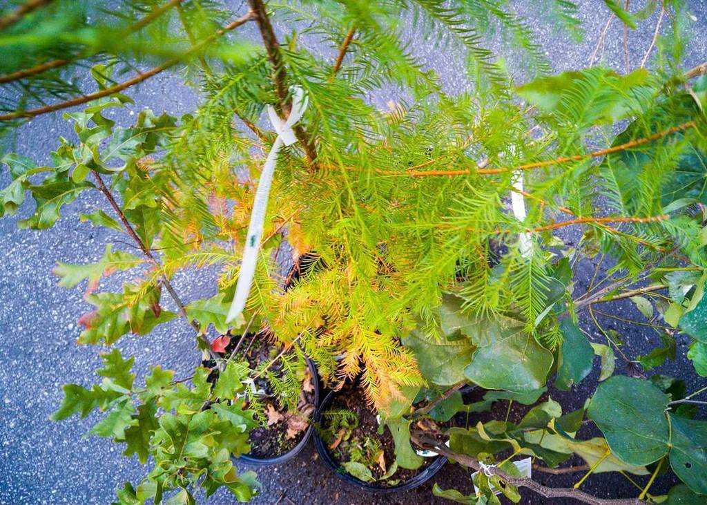 pomranka's tweet image. Wonderful trees for the @kippstl Wisdom Elementary School. Thanks to #Plant4PeaceSTL