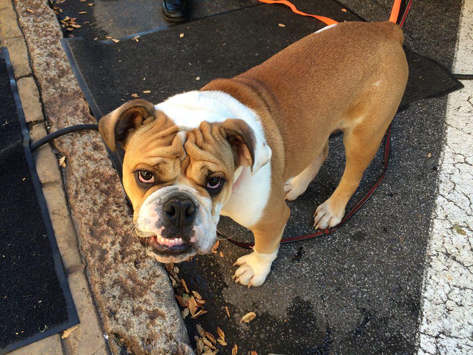 GraduateAthens's tweet image. This guy is waiting for YOU! #GraduateTailgate