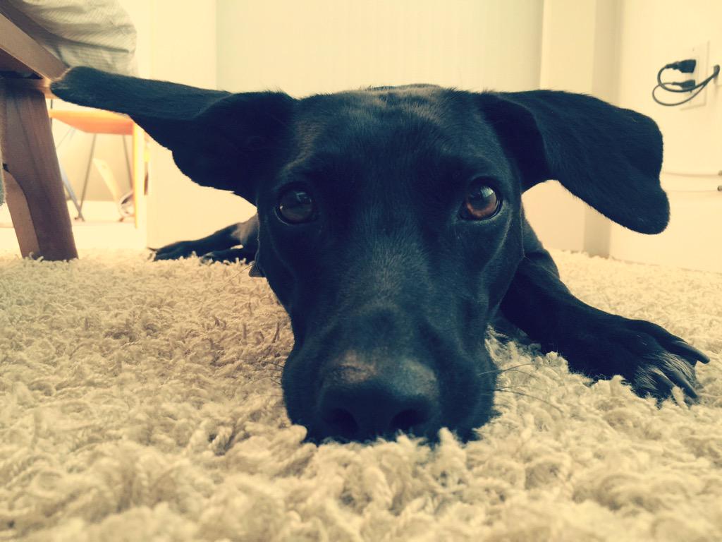 lineworkstudios's tweet image. lazy day w/ this jerk.