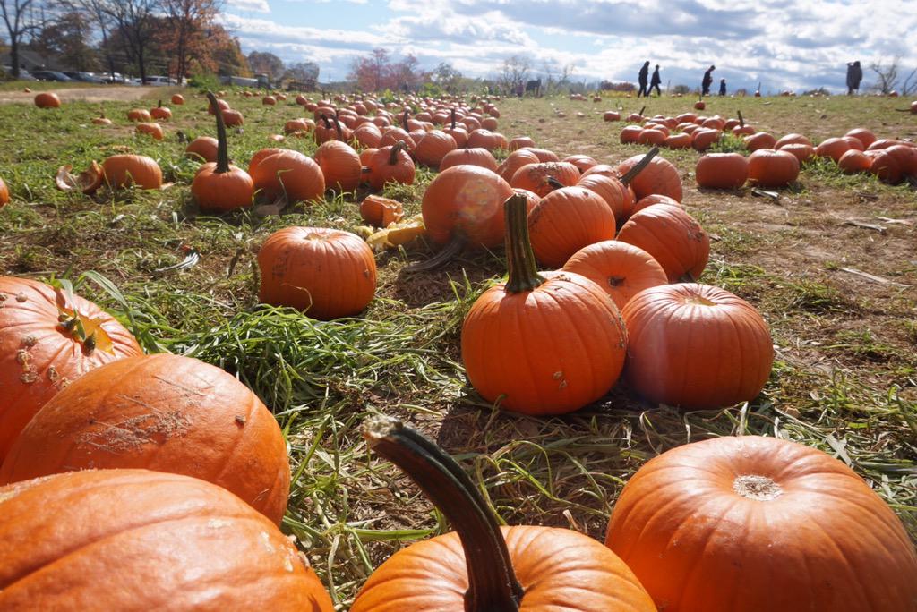 spacespasm's tweet image. pumpkin pickin