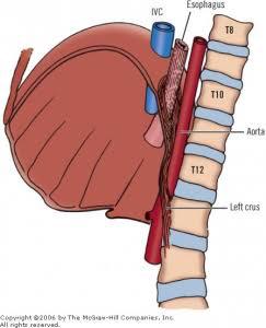 Jacob Ross Master Usmle Diaphragm Anatomy Mnemonic I Ate Ten Eggs At Twelve Ivc T8 Esophagus T10 Aorta T12 Http T Co U2honrun2q Twitter