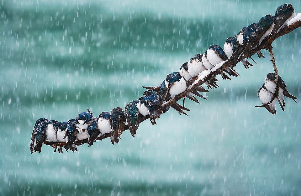 Piclogy's tweet photo. Birds In The Snowstorm | #Photography by ©Keith Williams http://t.co/bjmPq2AVnO