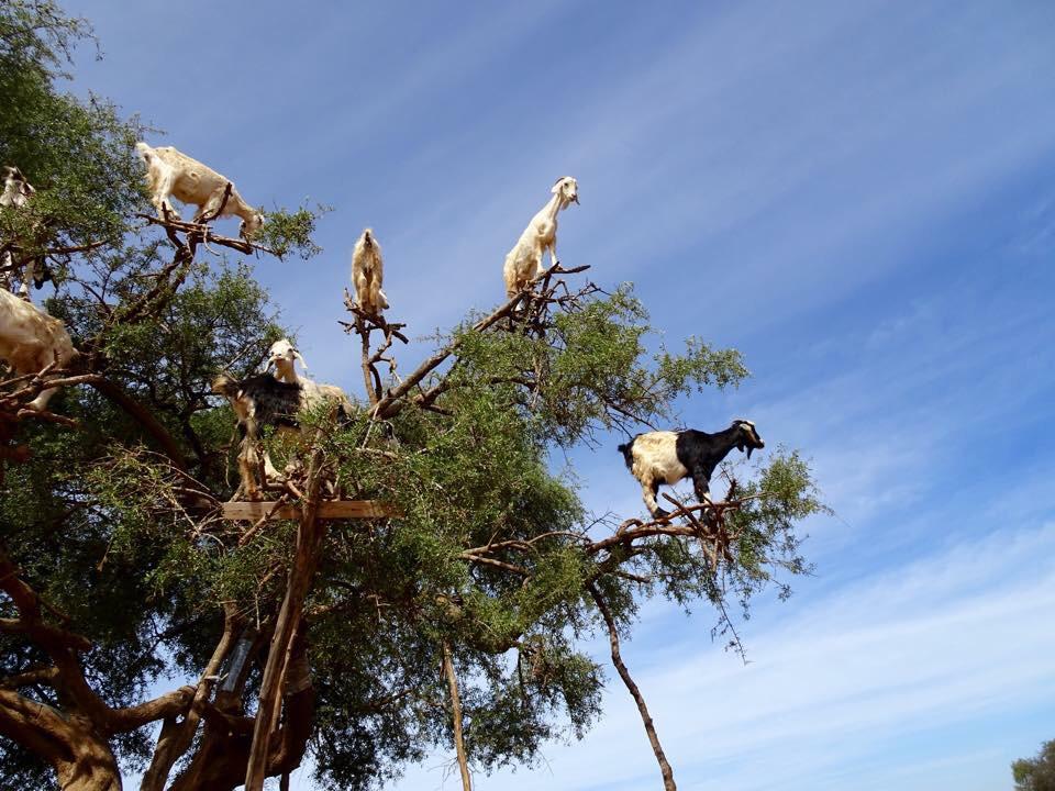 RoadToMoroccoTo's tweet photo. The #climbing #goats of #Morocco http://t.co/vgP6PtpQ6H  #wildlife #animals #oil #arganoil #olives #cosmetics http://t.co/YFMKz9IWgM