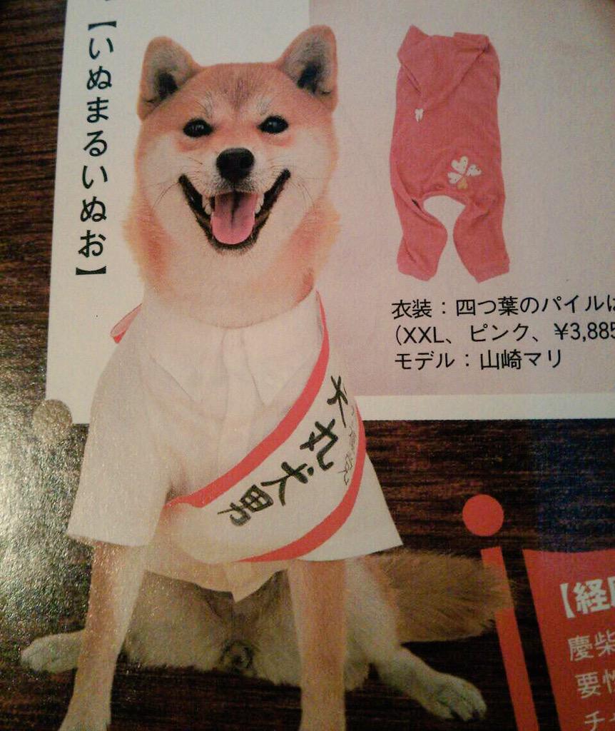 柴犬のマリ Shiba Mari Twitter 柴犬のマリ Shiba Mari Twitter