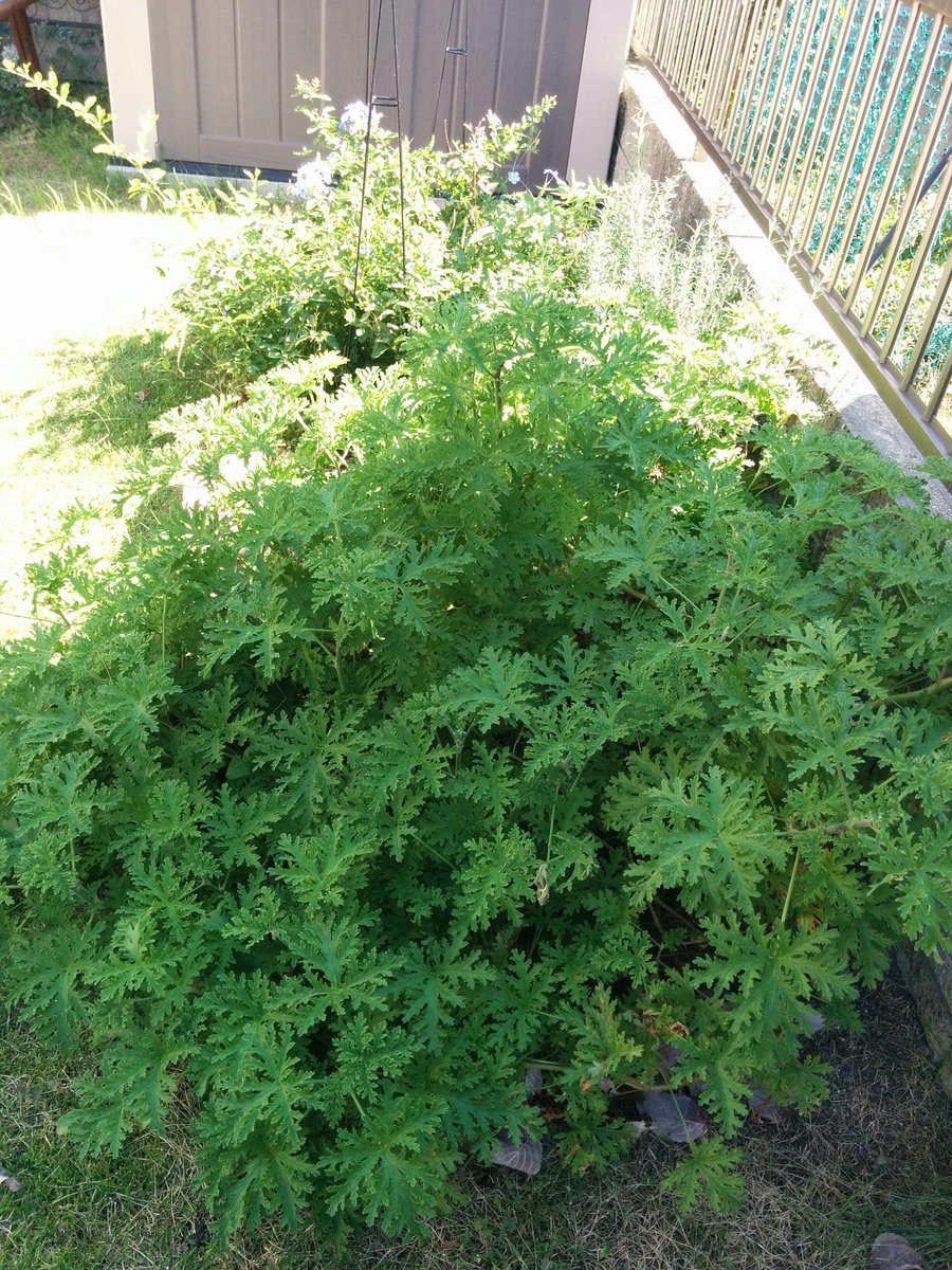 ヨダカ Twitterissa 蚊連草 の地植えしたのがかなり巨大になった 唯一挿し芽で成功したひと株 冬越ししてくれるかが問題 でも涼しくなってさすがの我が家も蚊がだいぶ減ったな ガーデニング 蚊 Http T Co Uncc5yswtw Twitter