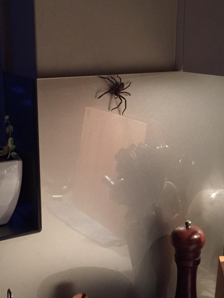 thejenspot's tweet photo. You definitely jinxed me @stnic Meet the 3rd huntsman in my house since I returned from #GMS2015 This guy was angry http://t.co/RKKlSQfMZk