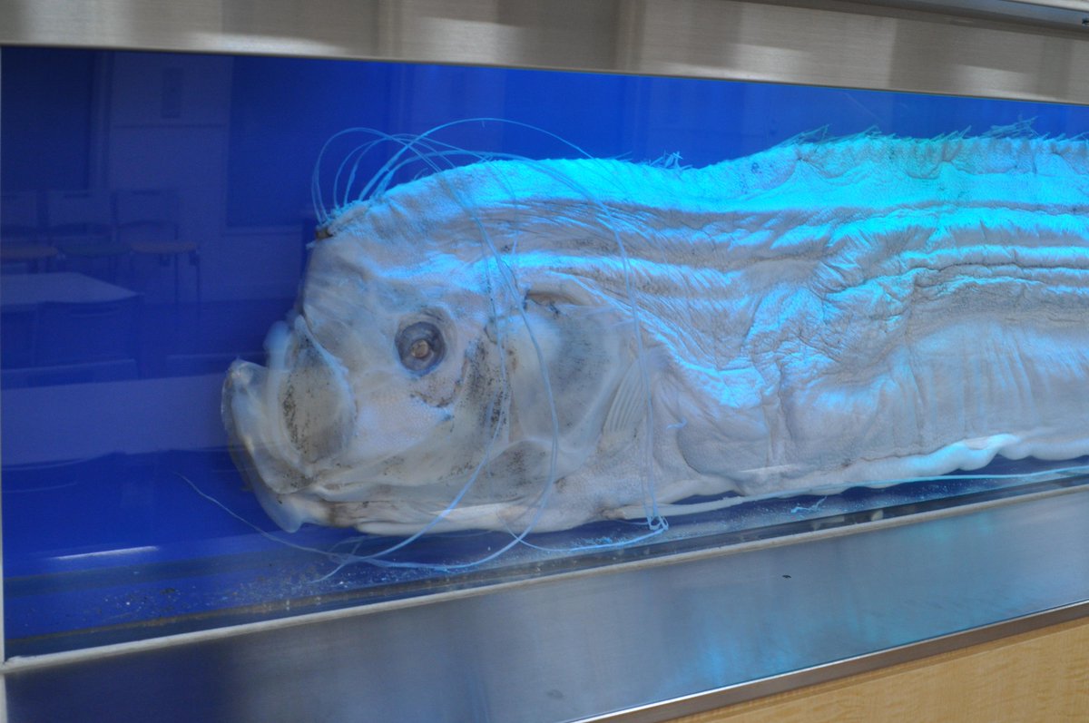 サンシャイン水族館 水族館では 非常に貴重なリュウグウノツカイの標本を展示中 常設展示ではありますが ゲストルームを利用する特別展示期間中はご覧いただけません へんないきもの展２の準備が始まるまでの期間限定 ゲストルームで展示中 Http T